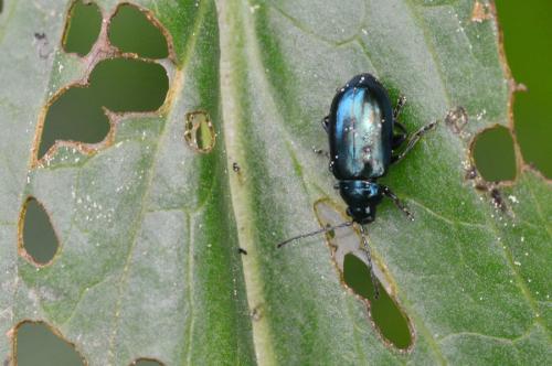 Altica sp.