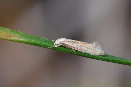 Elachista sp.