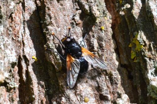 Réf. 161 825 : Mesembrina meridiana
