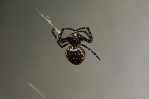 Nuctenea umbratica
