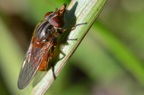 Réf. 161 729 : Rhingia campestris