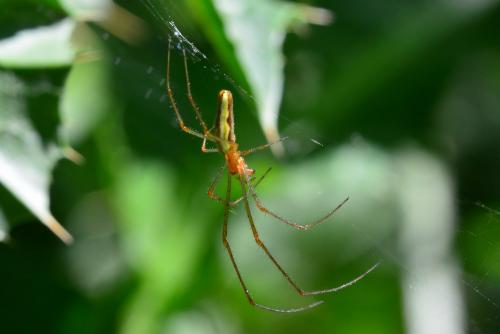 Tetragnatha sp.
