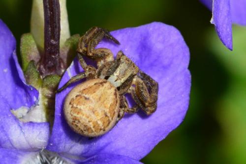 Xysticus sp.