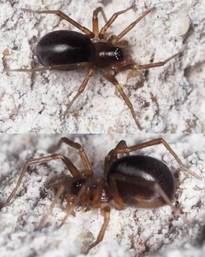 Zodarion sp.