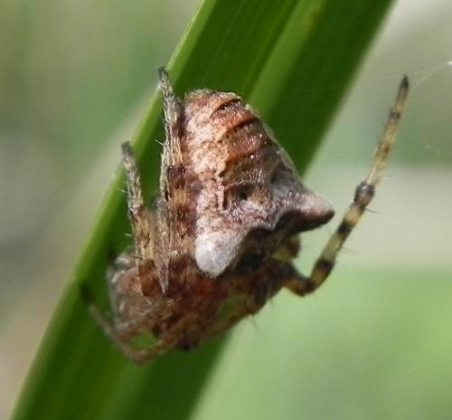 Réf. 161 290 : Gibbaranea bituberculata