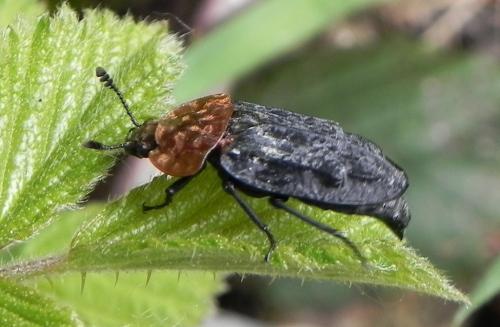 Réf. 161 428 : Oiceoptoma thoracicum