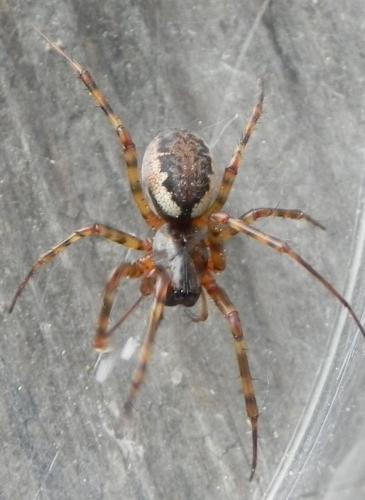 Réf. 161 291 : Neriene montana