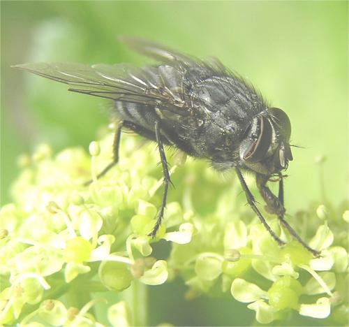 Calliphora sp.