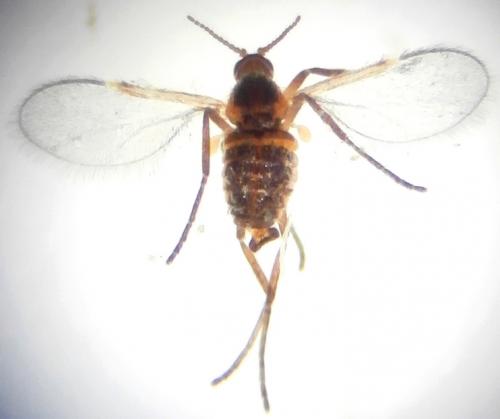 Stefaniella atriplicis