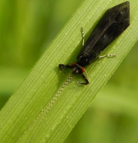 Réf. 161 112 : Mystacides sp.