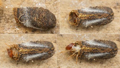 Cryptocephalus sp.