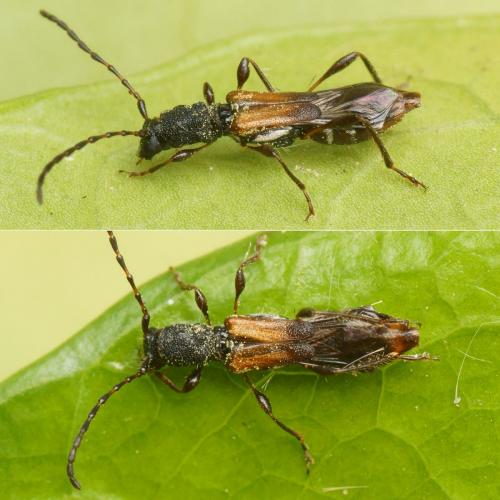 Réf. 161 176 : Dolocerus reichii