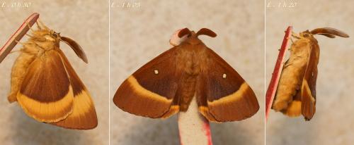 Lasiocampa quercus