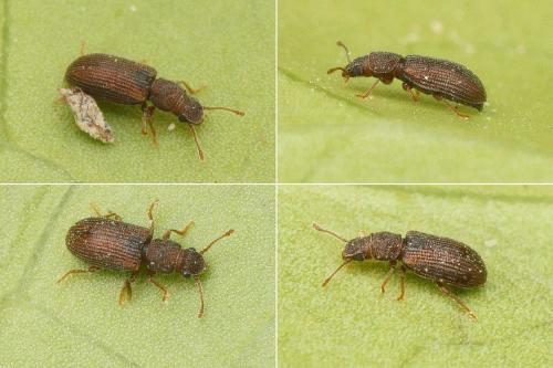 Réf. 161 240 : Berginus tamarisci