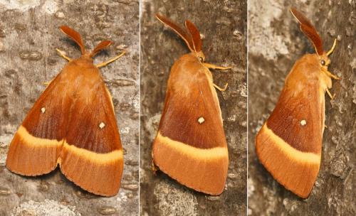 Lasiocampa quercus