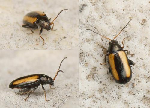 Réf. 161 297 : Phyllotreta sp.