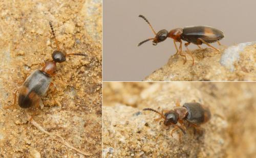 Microhoria fasciata fasciata