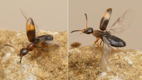 Microhoria fasciata fasciata