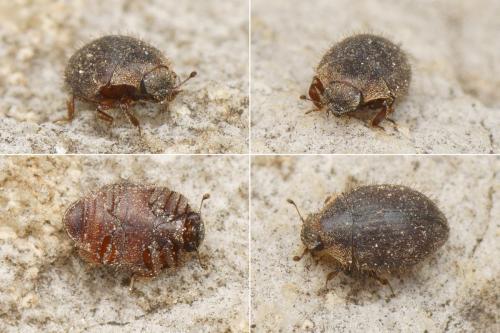 Curimopsis maritima