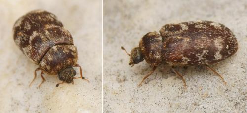 Attagenus pantherinus