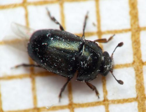 Meligethinae