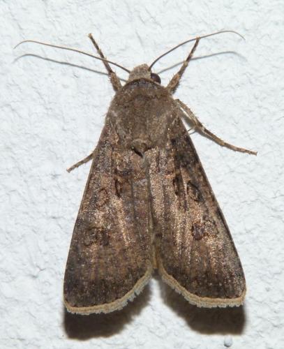 Réf. 161 669 : Agrotis segetum