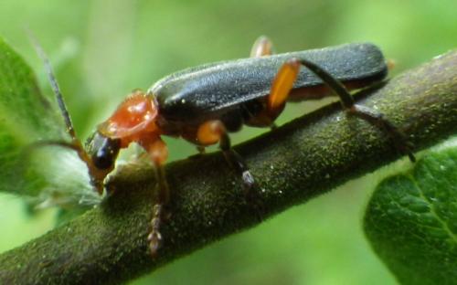 Cantharis pellucida