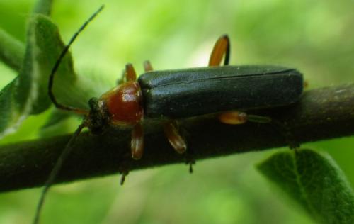 Cantharis pellucida