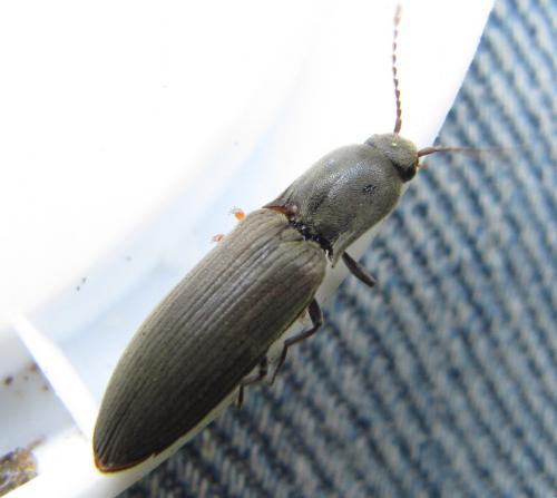 Réf. 161 828 : Agriotes pilosellus