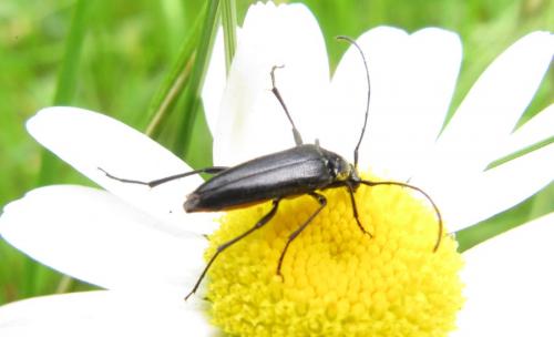Rutpela nigra
