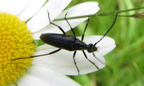 Rutpela nigra