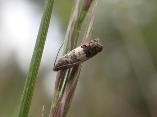 Pammene fasciana