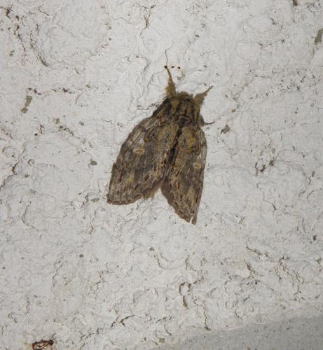 Peridea anceps