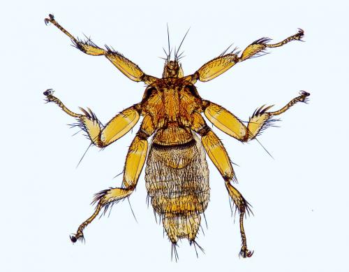 Réf. 161 646 : Nycteribia pedicularia