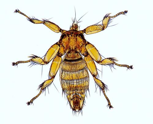 Réf. 161 647 : Nycteribia pedicularia