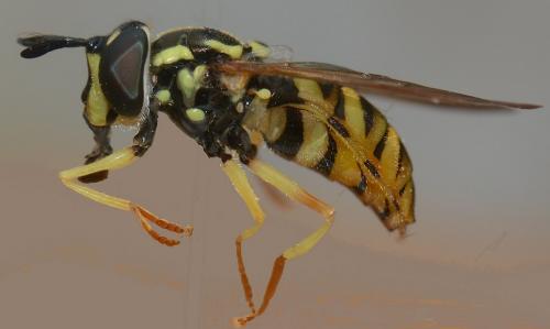 Chrysotoxum octomaculatum