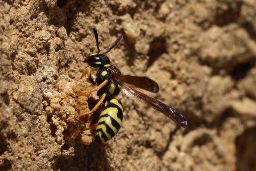 Réf. 161 440 : Odynerus sp.