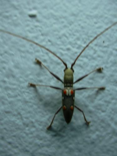 Olenecamptus bilobus