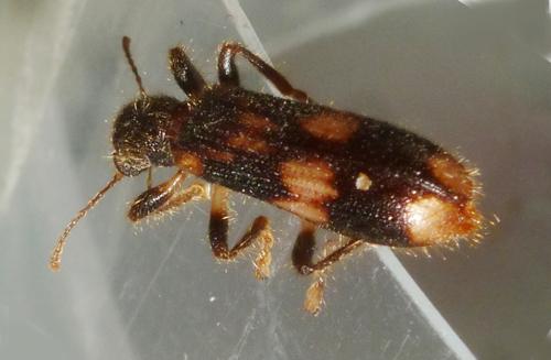 Opilo mollis