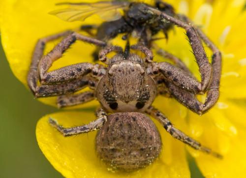 Xysticus sp.