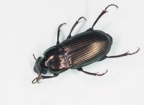 Harpalus cupreus