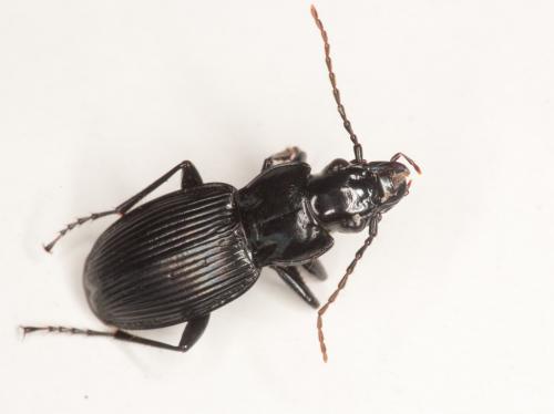 Pterostichus cristatus