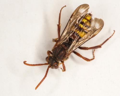 Nomada (flava-panzeri)