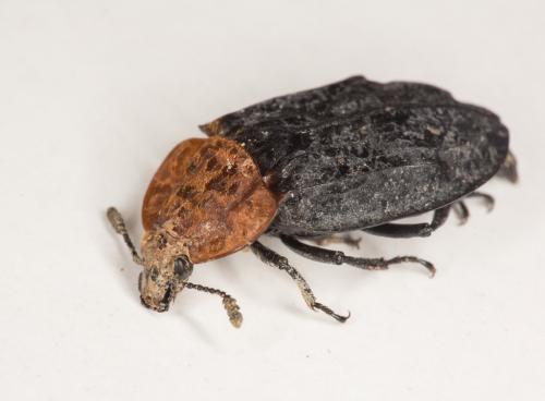 Oiceoptoma thoracicum