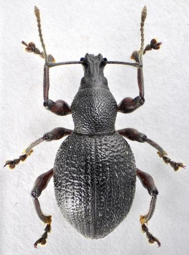 Otiorhynchus auropunctatus