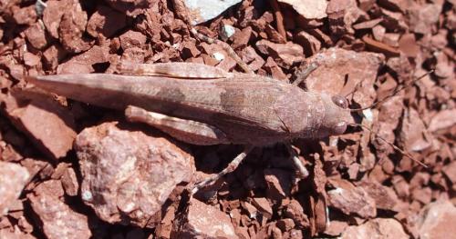 Sphingonotus caerulans