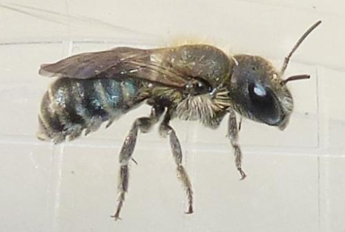 Osmia caerulescens
