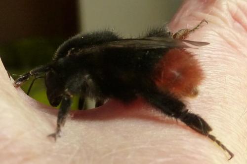 Bombus sp.