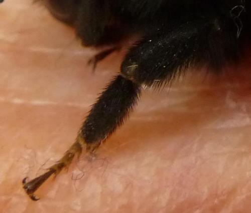 Bombus sp.