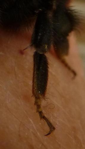 Bombus sp.
